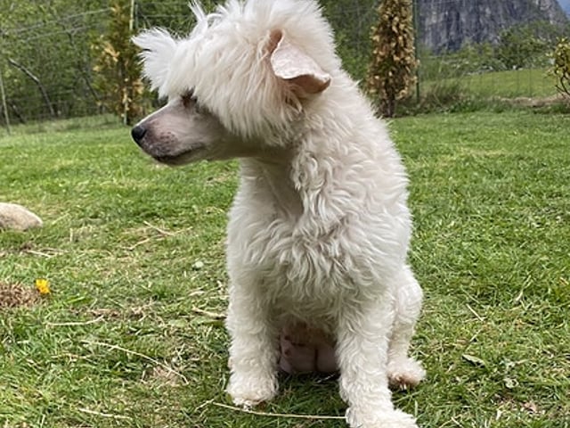 Chinese crested dog