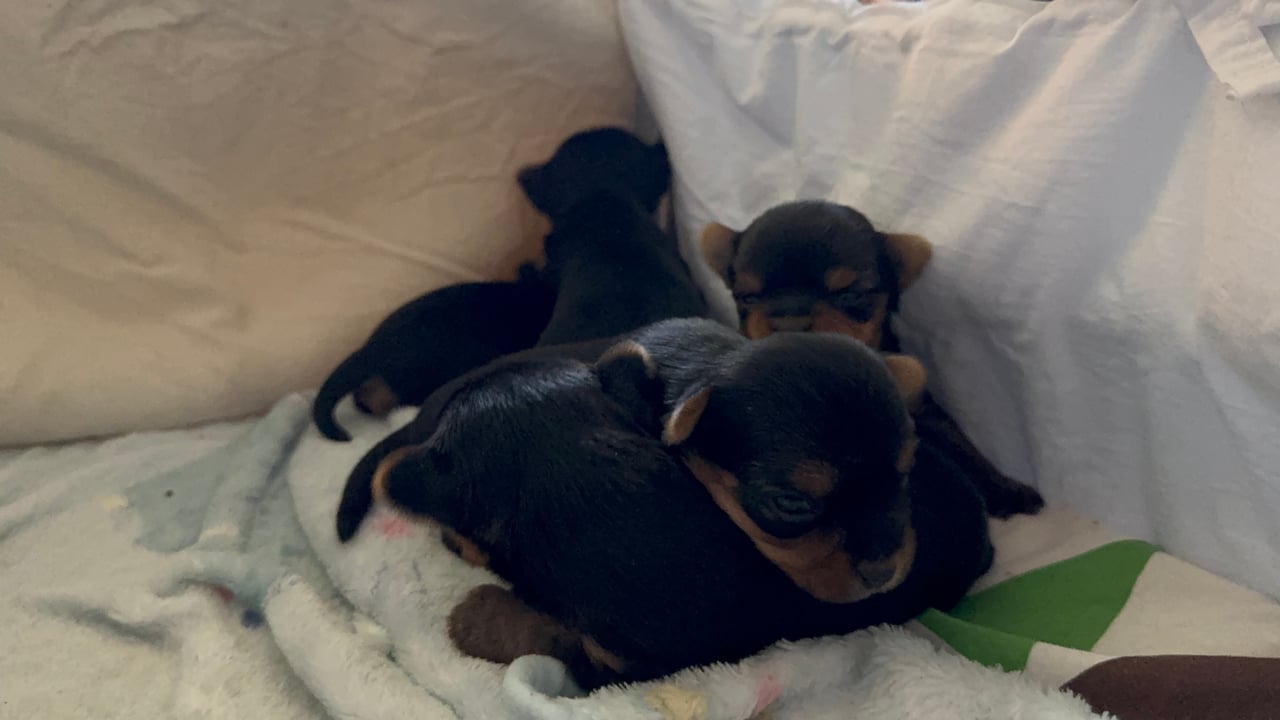 Sweet little Pollys