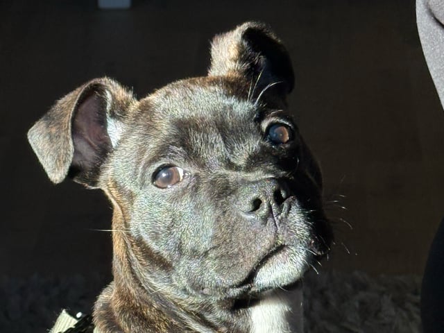 Staffordshire bull terrier