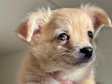 Chihuahua · Bålsta · Bålsta