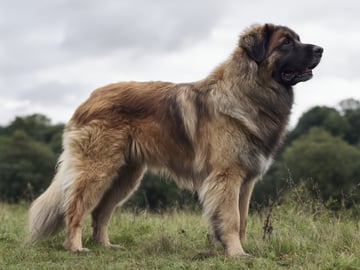 Leonberger