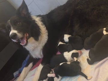 Border collie · Hjørungavåg · Tor Atle Valderhaug