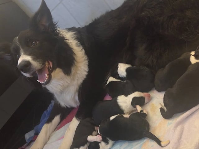 Border collie · Hjørungavåg · Tor Atle Valderhaug