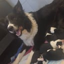 Border collie