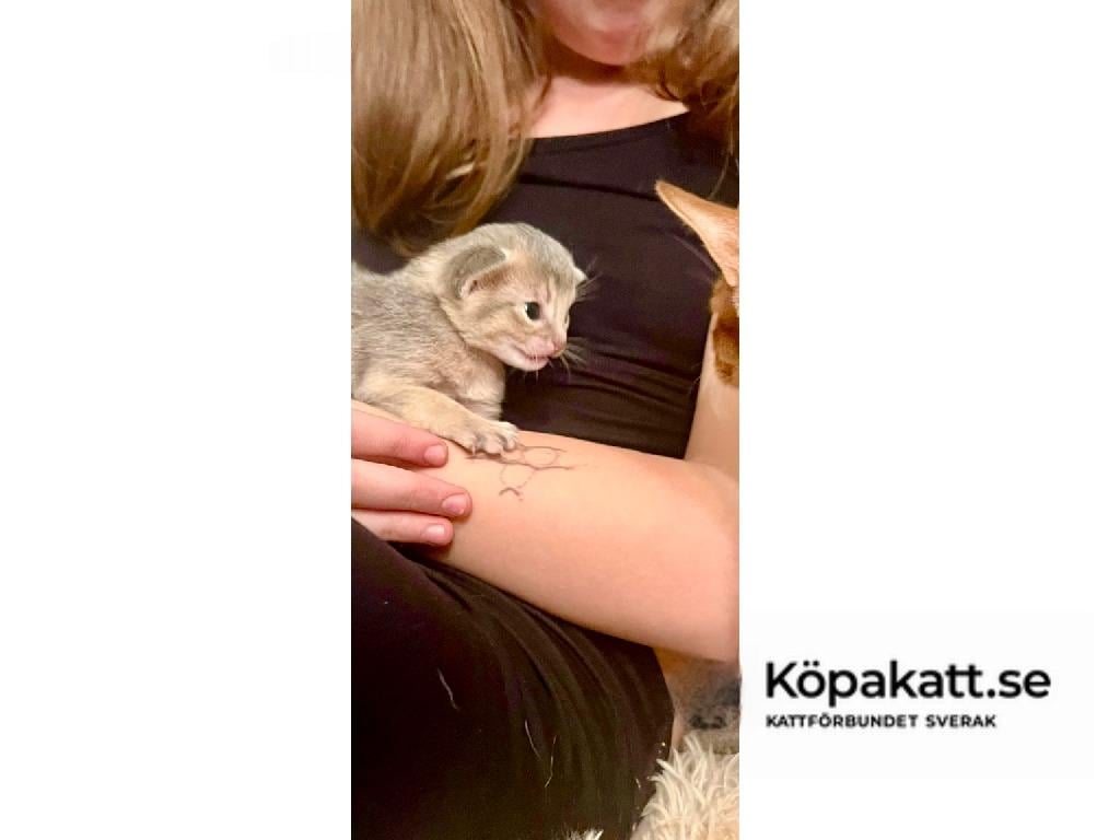 Utseende & Päls