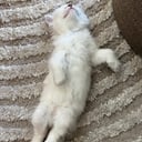 Ragdoll