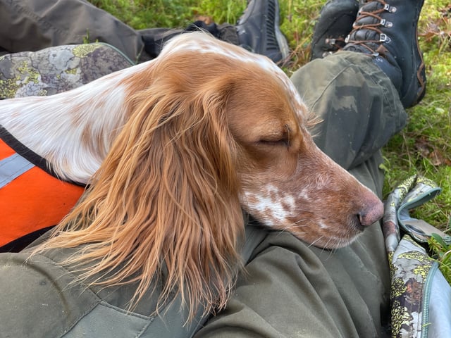 Engelsk setter
