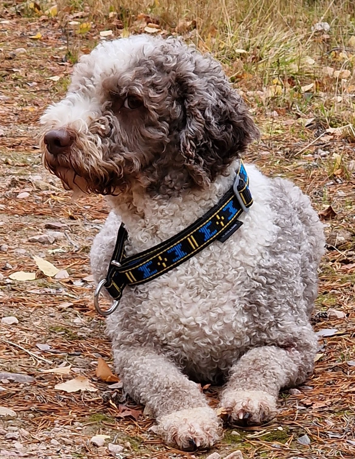 Kennel Bellamigo