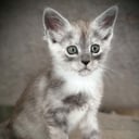 Maine Coon
