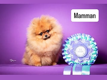 Pomeranian · Malmö · Majdzezo .