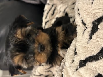 Yorkshire terrier · Porsgrunn · Unn-Lisbeth Iversen