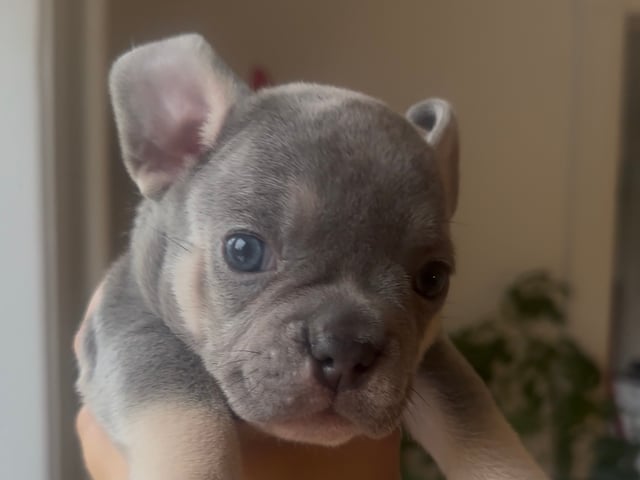 Hvalp: Hane 3