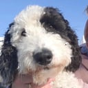 Labradoodle