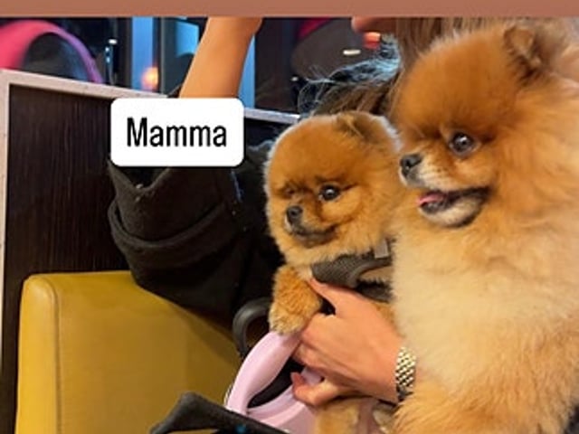 🐻 Två underbara Pomeranian Mini Teacup-valpar söker kärleksfulla hem! 🐾