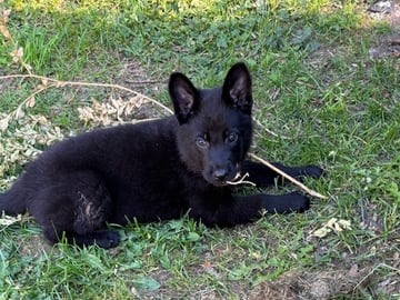 Kennel Snibor Anzi