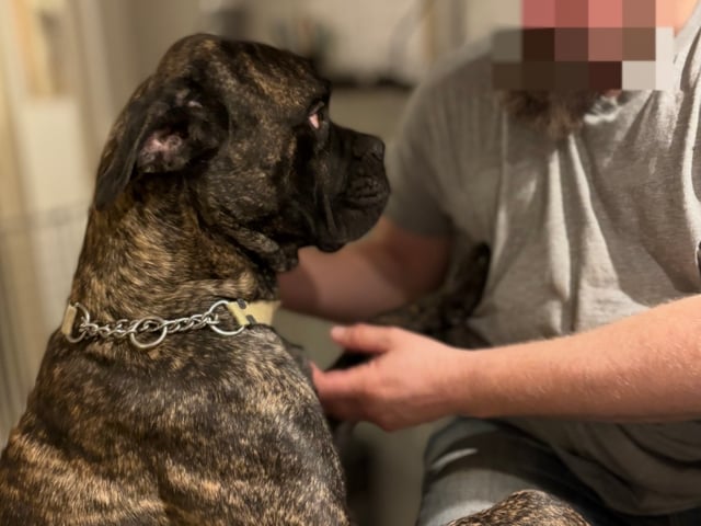 Cane Corso