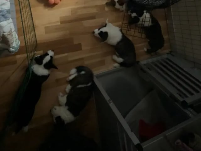 Welsh corgi cardigan