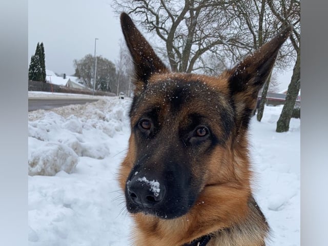 Schæferhund · Svedala · Åsa K.