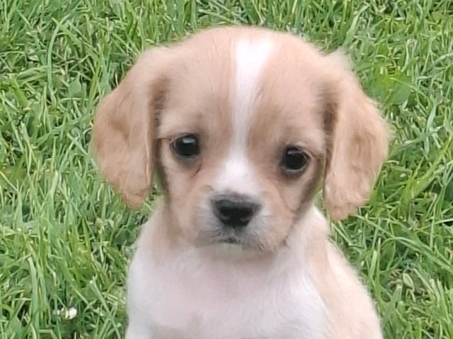 Cavapoo