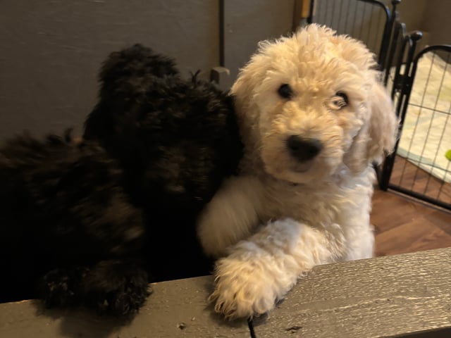 Goldendoodle · Västerlanda · Lugnets kennel