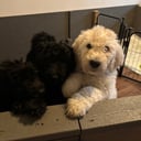 Goldendoodle