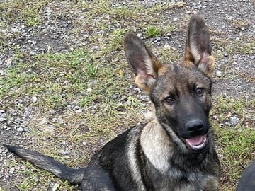 Schæferhund · Ytterby · Kennel Sydgården och Noordhgårdens Kennel