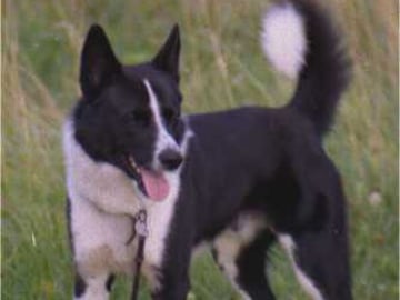 Karelian Bear Dog