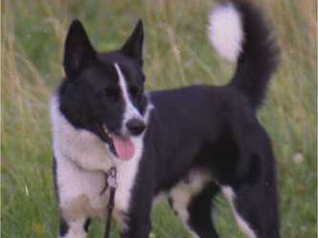 Karelsk Bjørnehund