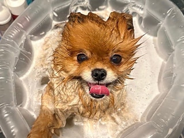 🐻 Två underbara Pomeranian Mini Teacup-valpar söker kärleksfulla hem! 🐾