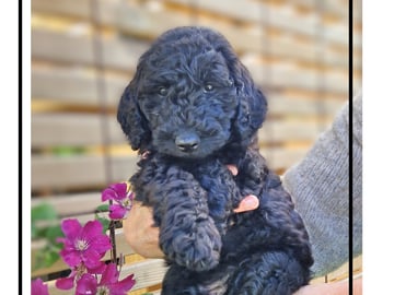 Smith Labradoodles
