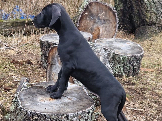 Great Dane (Grand danois)