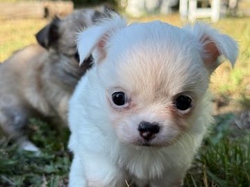 Chihuahua · Præstø · Cuba Duba's