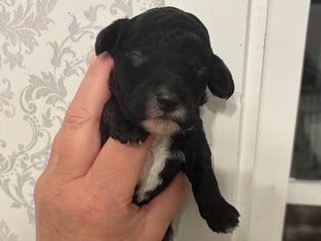 Lundatorpet