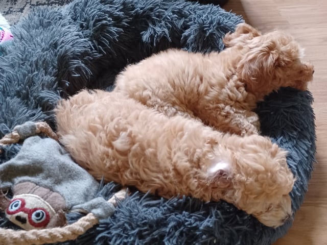 Blandras Dvärg pudel/ Bichon Havanais · Höör · Carola J.