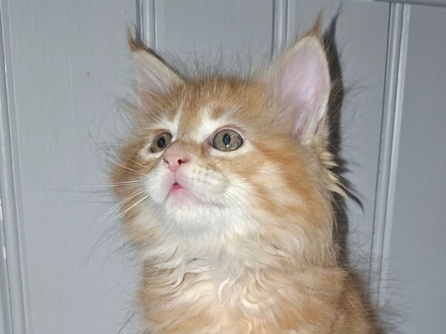 Kattunge: Hona 3