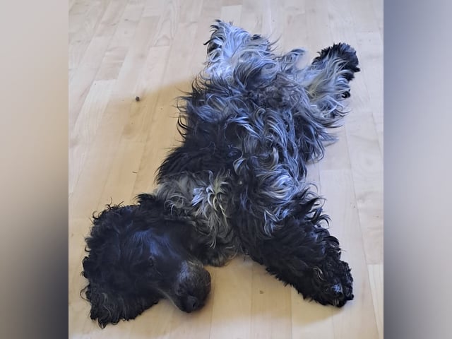 Cocker spaniel