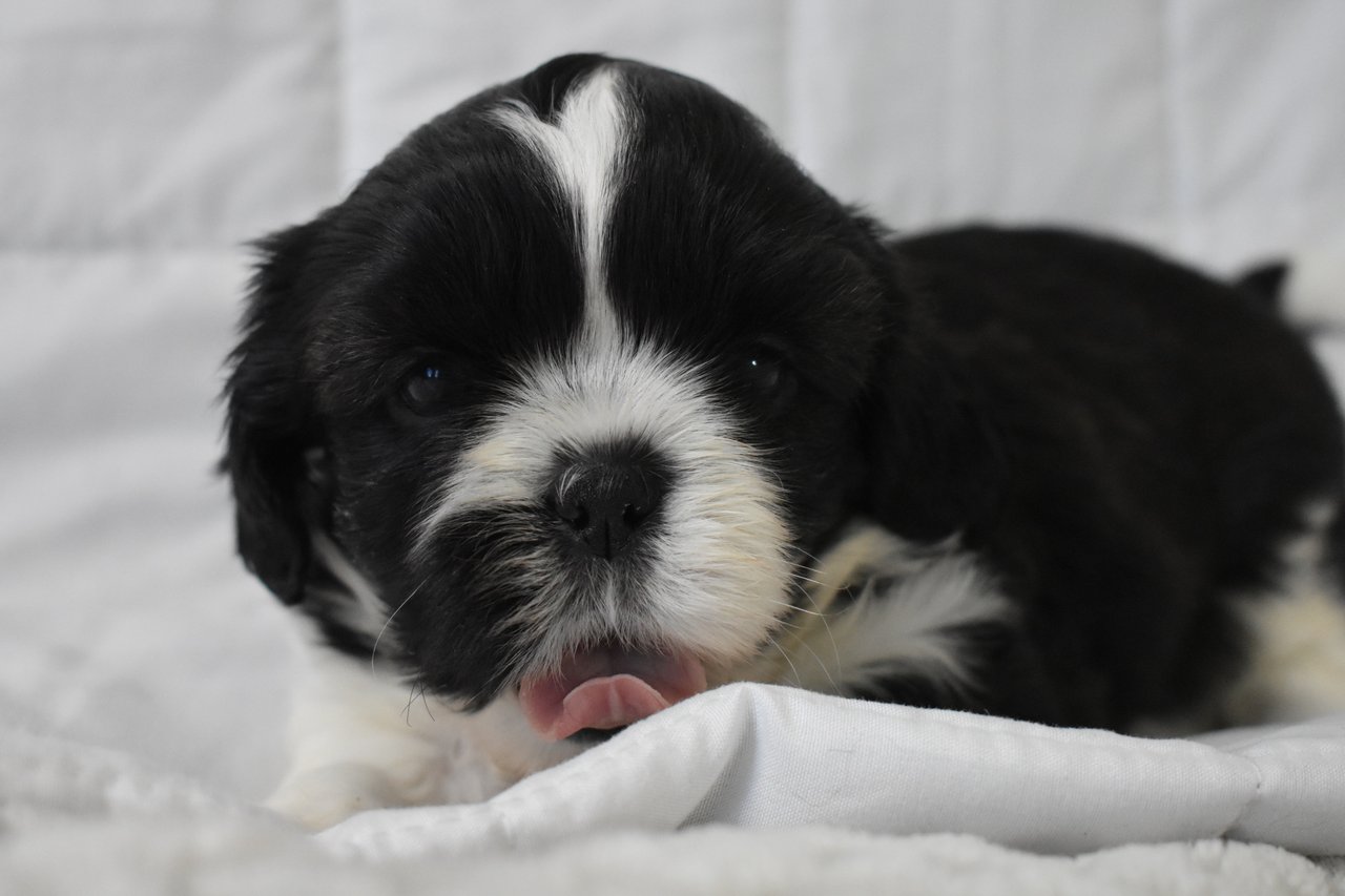 The merry shih-tzu family