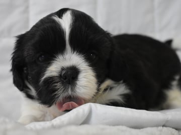 The merry shih-tzu family