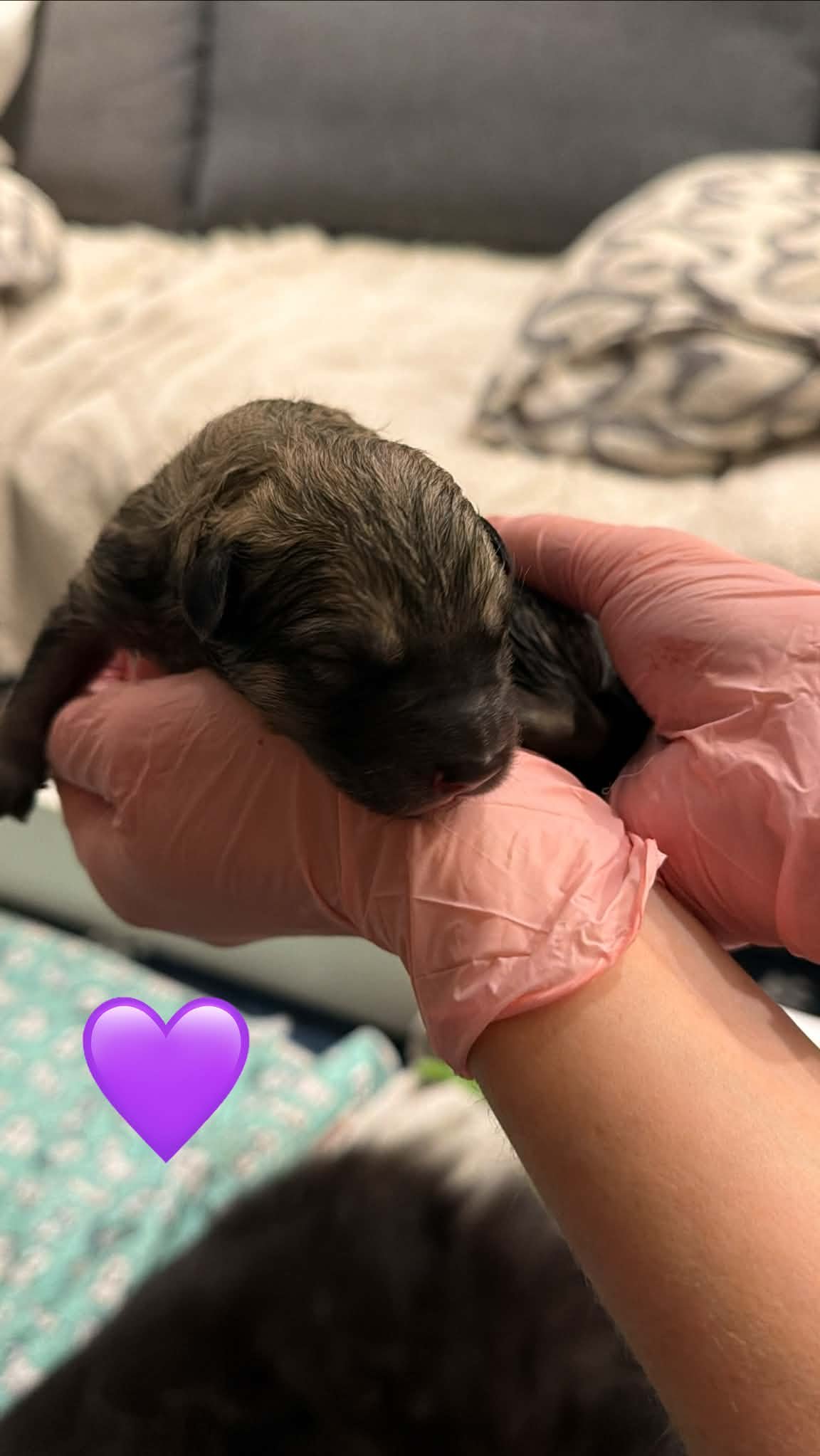 Chiasmas