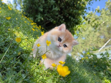 Bamse