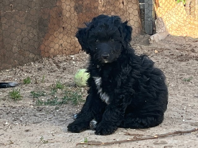 Aussiedoodle