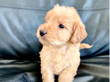 Labradoodle · Vittsjö · Fluffssons