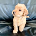 Labradoodle