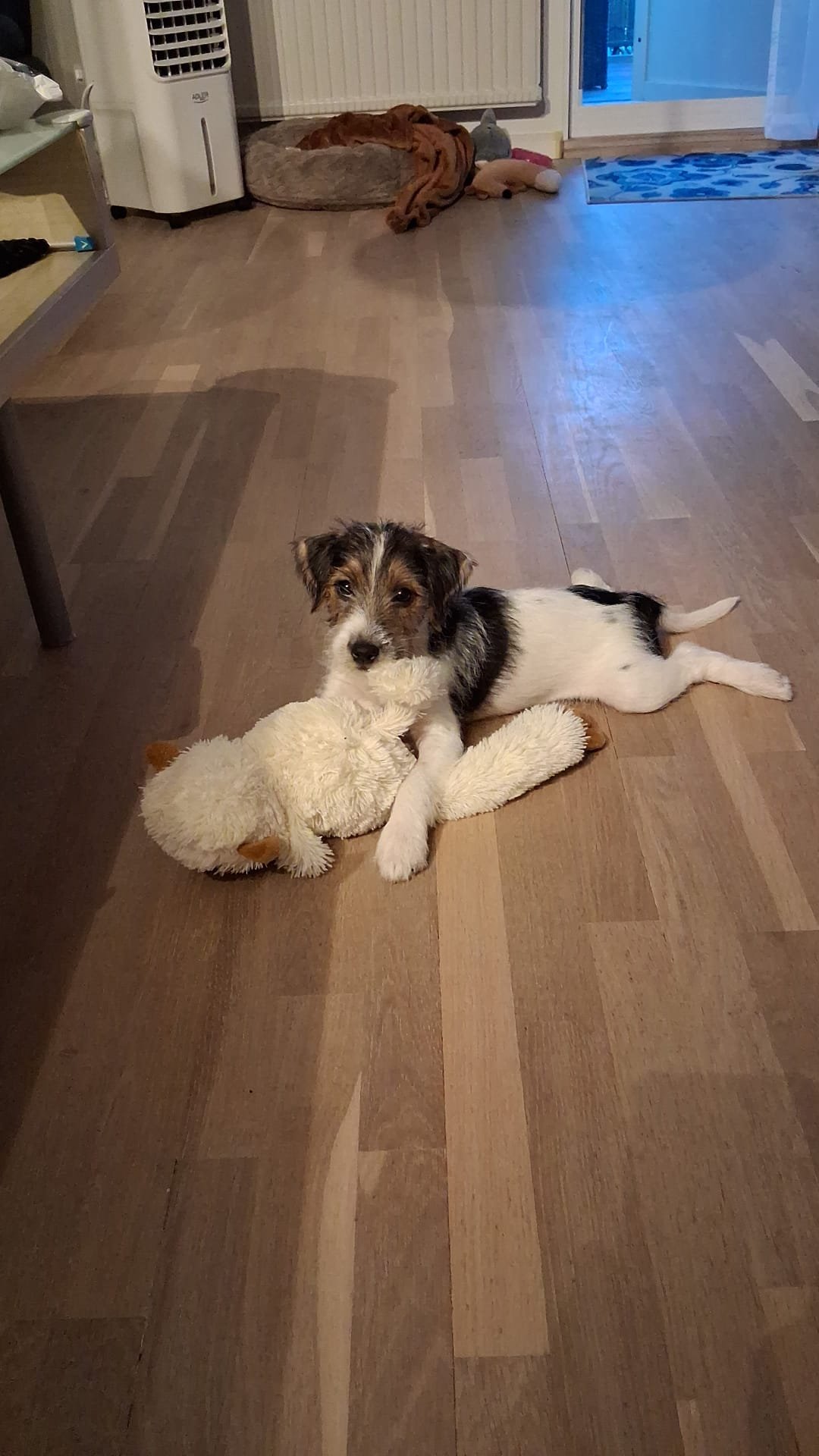 Temperament og personlighet