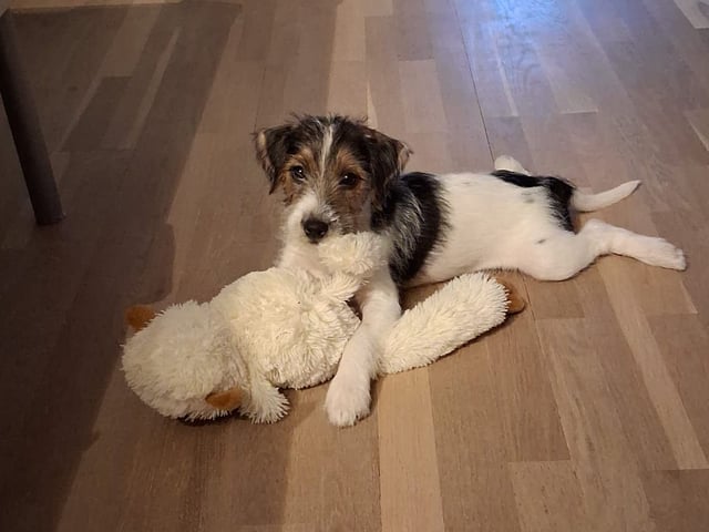 Parson russell terrier