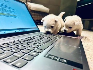 West Highland White Terrier · Perstorp · Charlotta Wendt