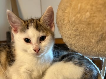 Bondkatt · Sävsjö · Zsolt H.
