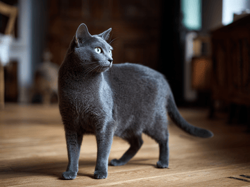 Russian Blue