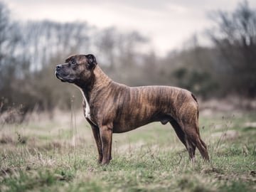 Staffordshire bullterrier
