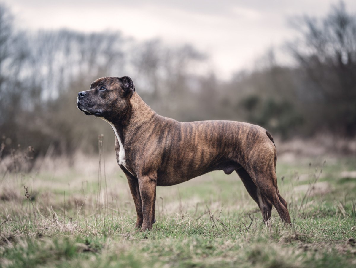 Staffordshire bullterrier - loyal og tolerant med børn